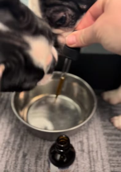 Customer photo review of Fórmula Veterinaria Natural para Eliminar Hongos en Perros