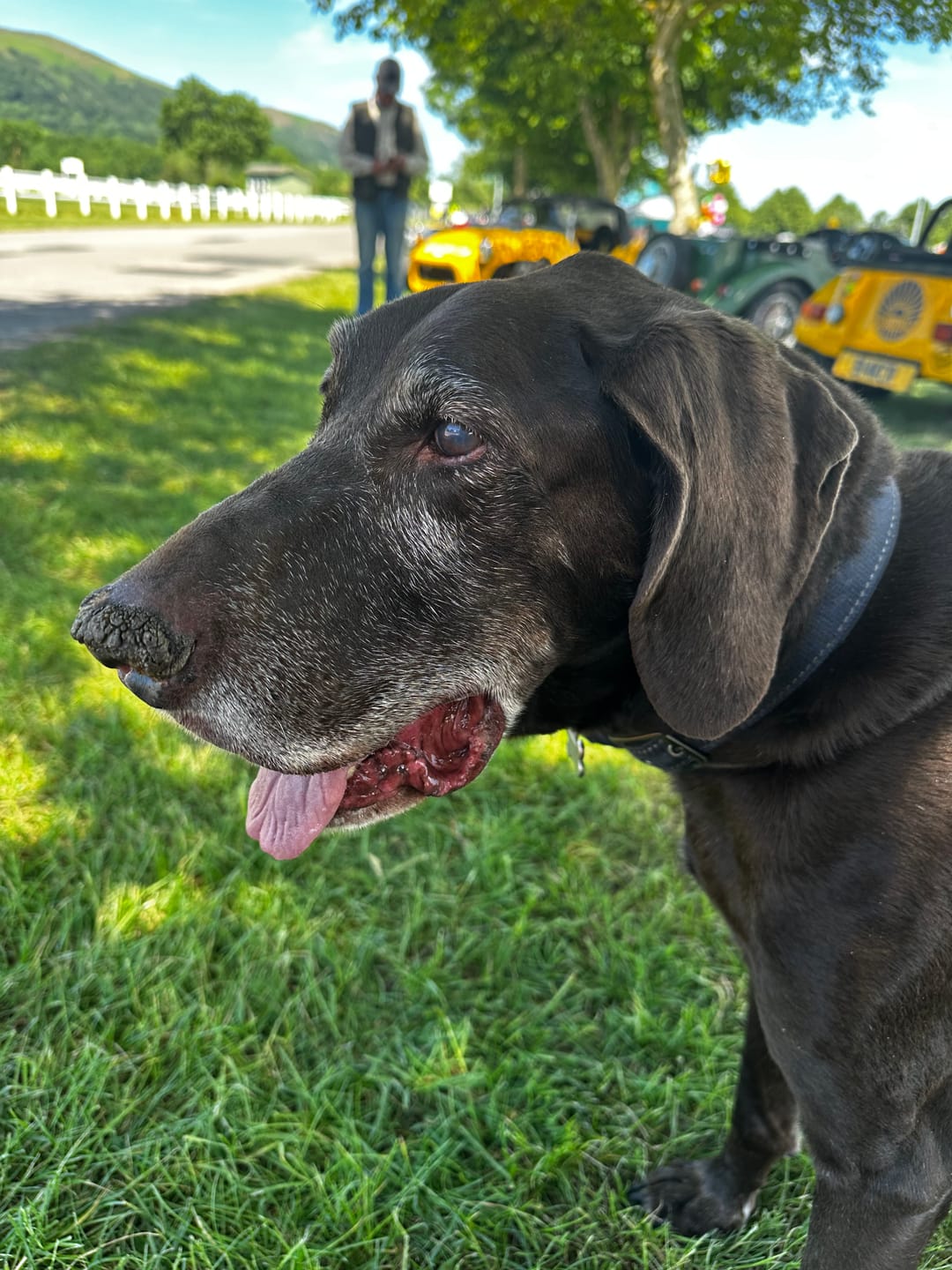 Customer photo review of Oatmeal Nose & Paw Balm Pot for Dogs
