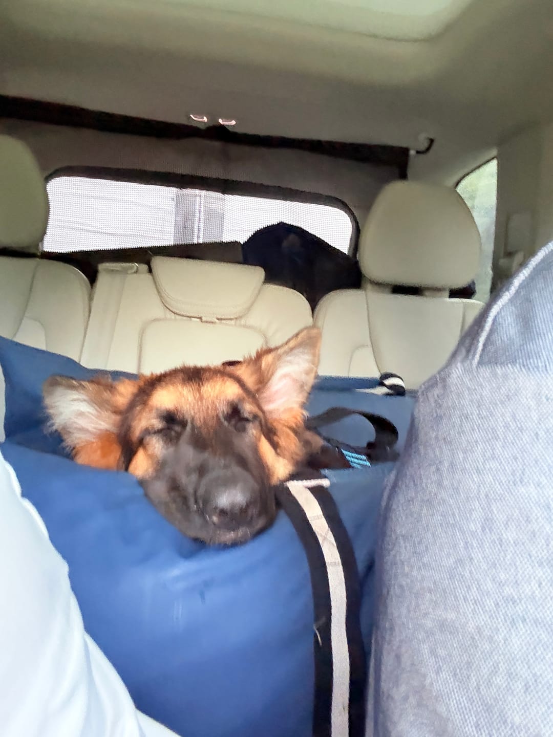 Customer photo review of The Dog Dock V2 New & Improved with ISO Fix