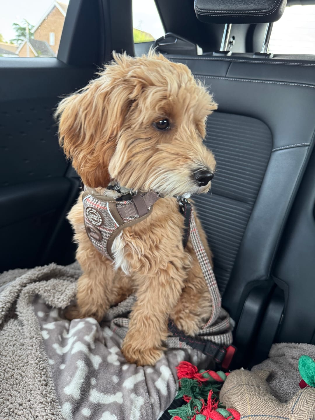 Customer photo review of Trail & Glow Tweed Dog Harness - Colour Drops - Heritage Plaid