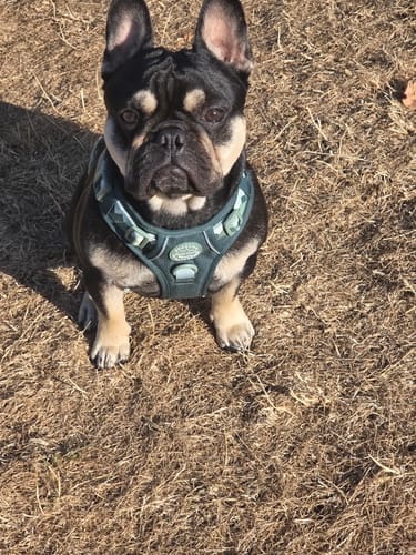 Customer photo review of Tough Trails™ Harness - Walkies Ready® Forest Green