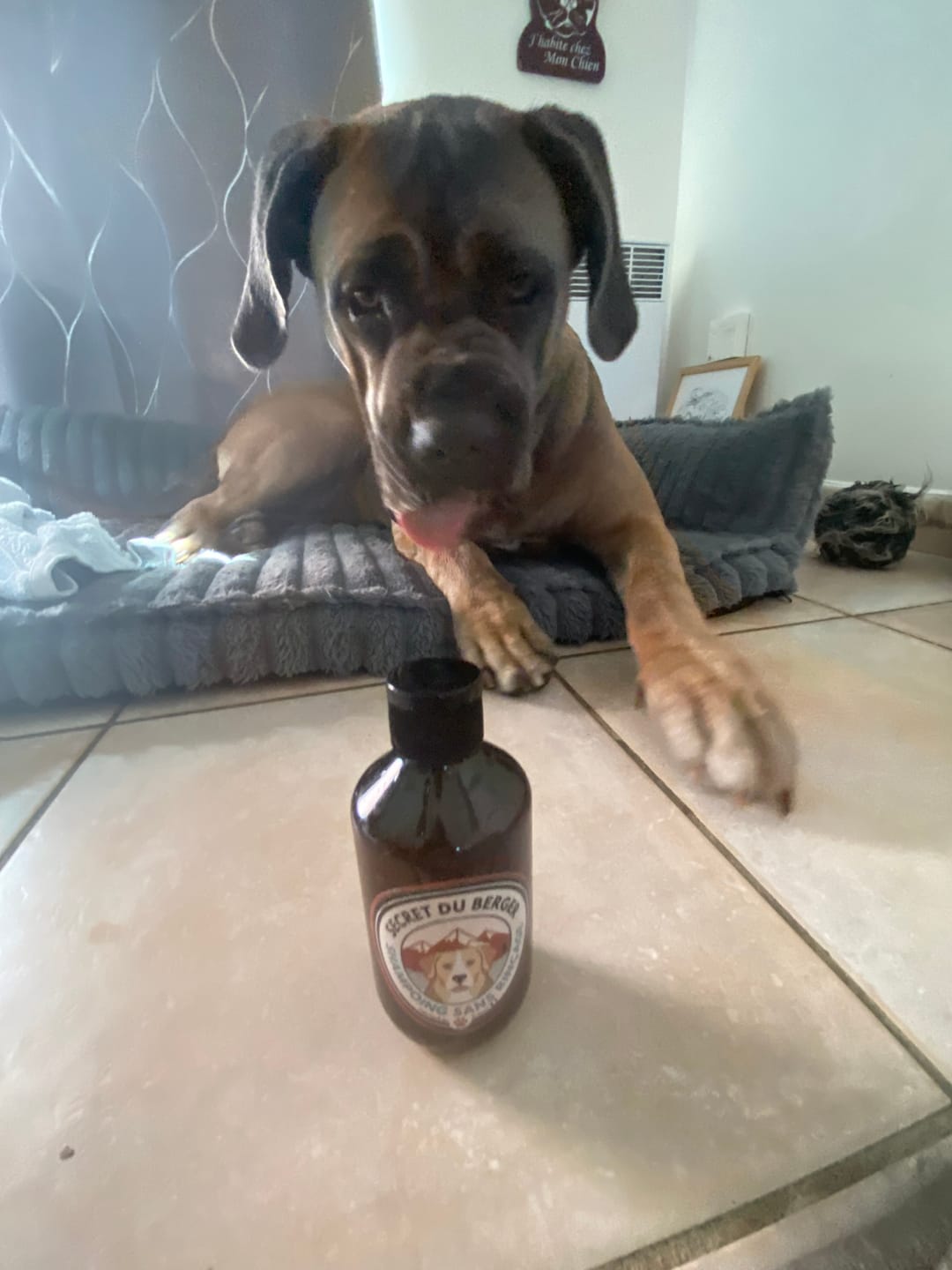 Customer photo review of Shampoing Sans Rinçage - Apaisant pour chien 🏔️