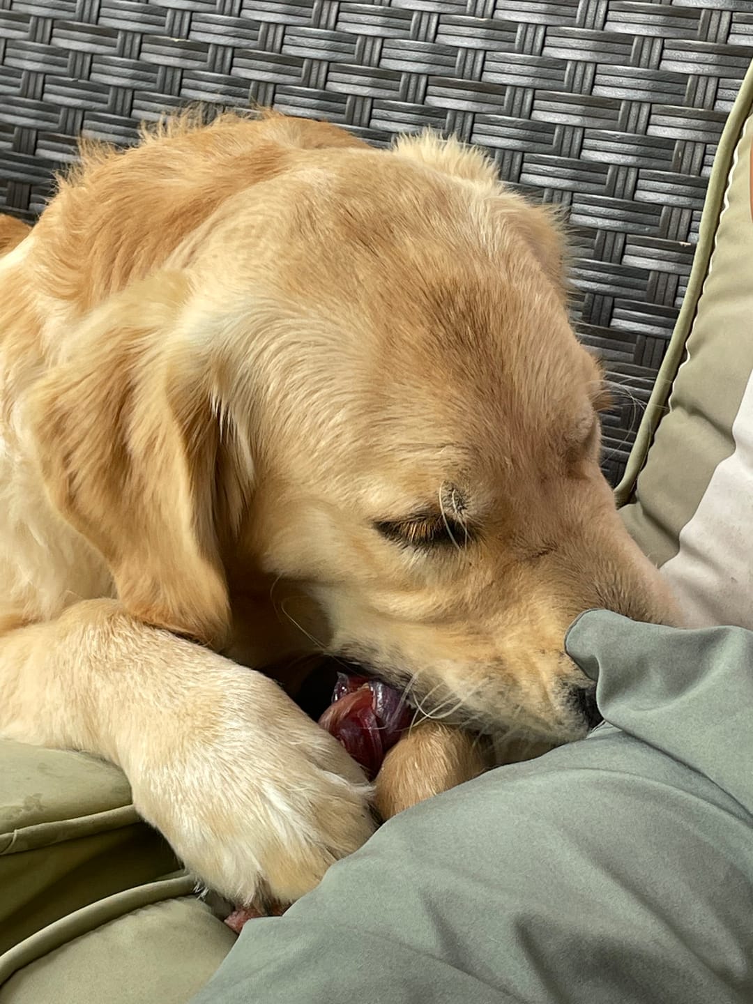Customer photo review of 12 Inch Thick Braided Bully Stick