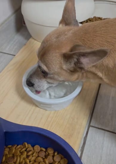 Customer photo review of Fórmula Veterinaria Natural para Eliminar Hongos en Perros