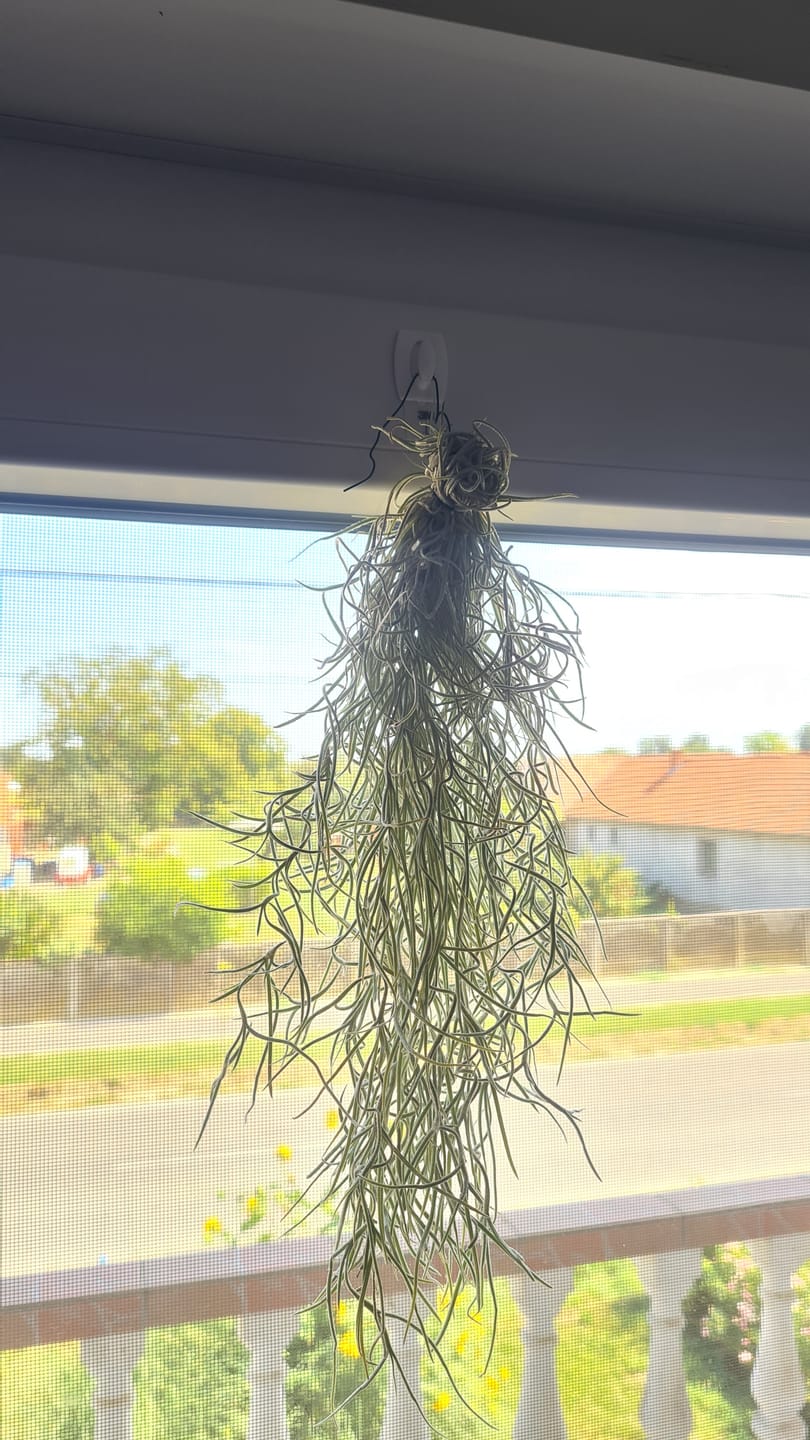 Customer photo review of Tillandsia usneoides - Lousianamoos