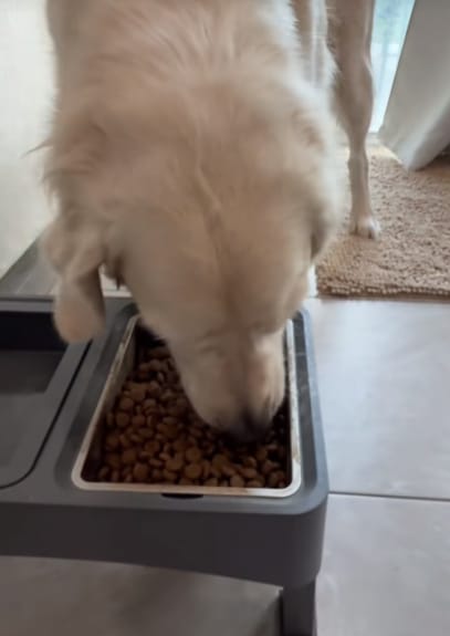Customer photo review of Fórmula Veterinaria Natural para Eliminar Hongos en Perros