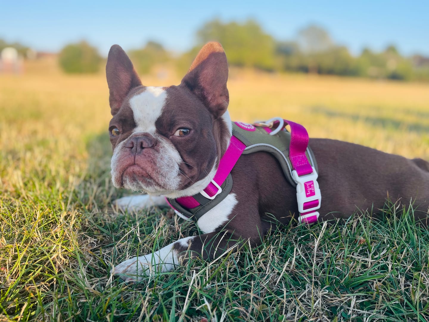 Customer photo review of Trail & Glow Dog Harness - COLOUR DROPS® - Olive it Hot