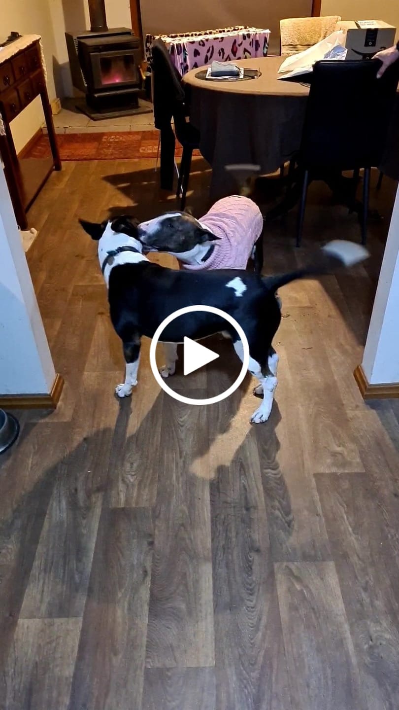 Customer video review of Cable Knit Dog Sweater - Pink