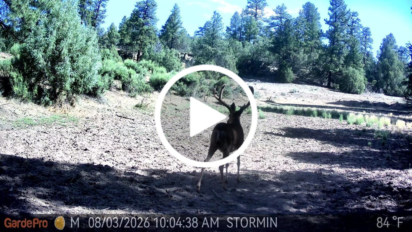 Customer video review of GardePro A60 Non-Cellular Trail Camera