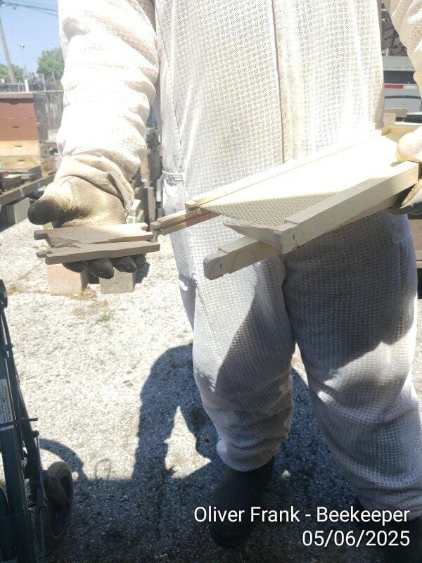 Customer photo review of Wooden Bee Frames Pre-Assembled with Acorn Foundation
