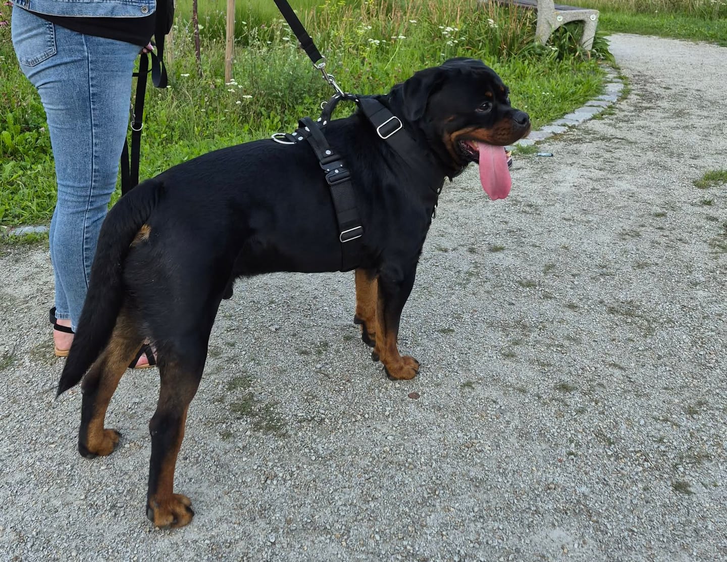 Customer photo review of Szelki z szybką klamrą - Easy Walk Extreme Czarne