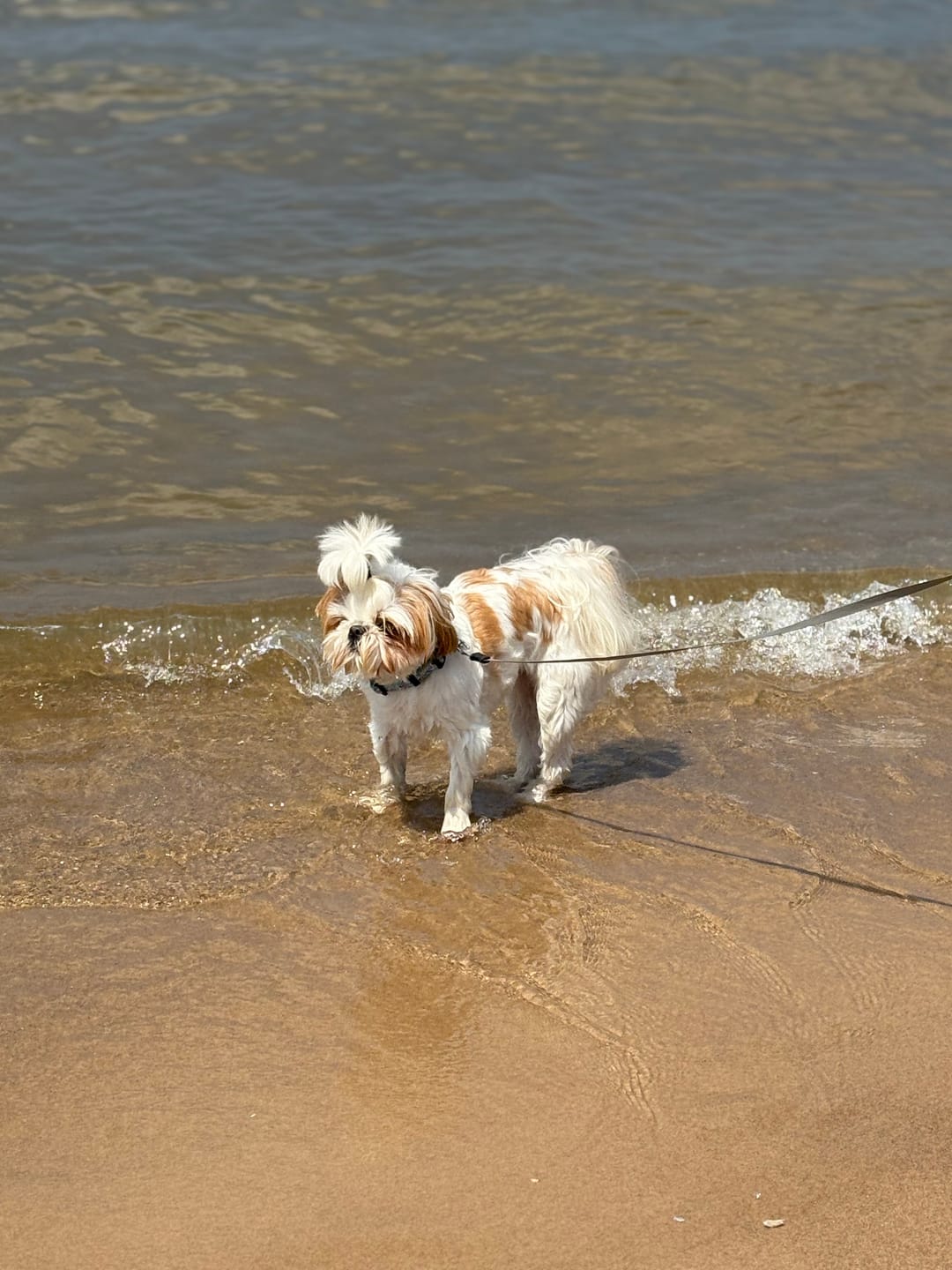 Customer photo review of Bravecto Chew for Dogs - Long-Lasting Flea & Tick Protection