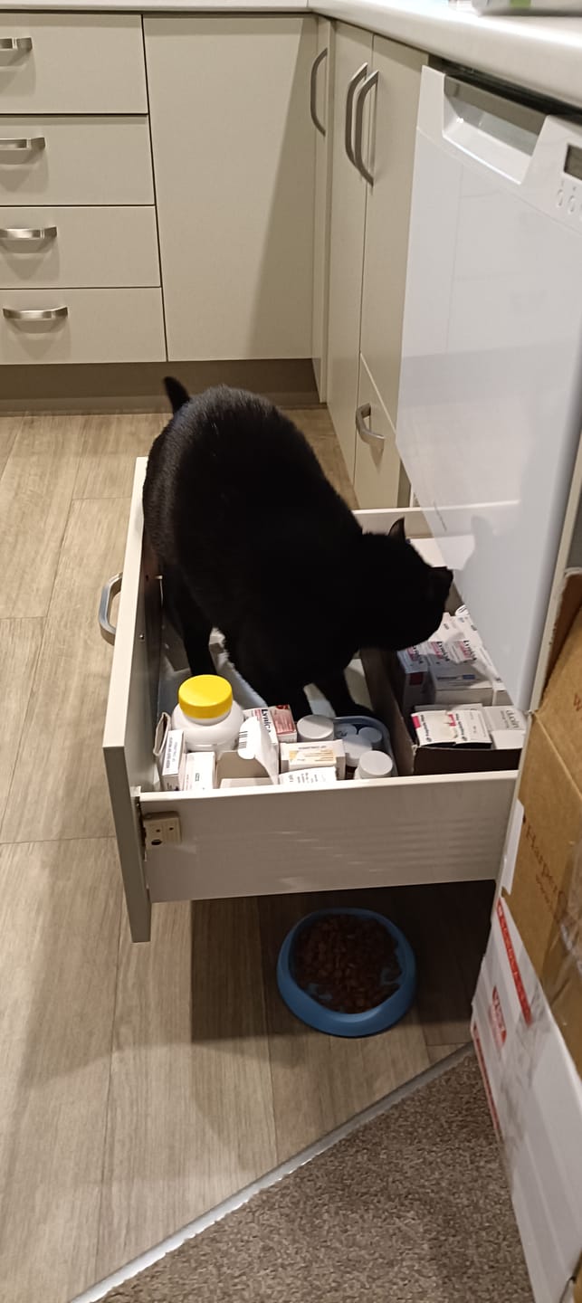 Customer photo review of Fit Litter