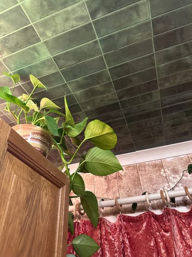 Reviewer's Adelina grønn selvklebende veggfliser i taket med en potteplante i forgrunnen.