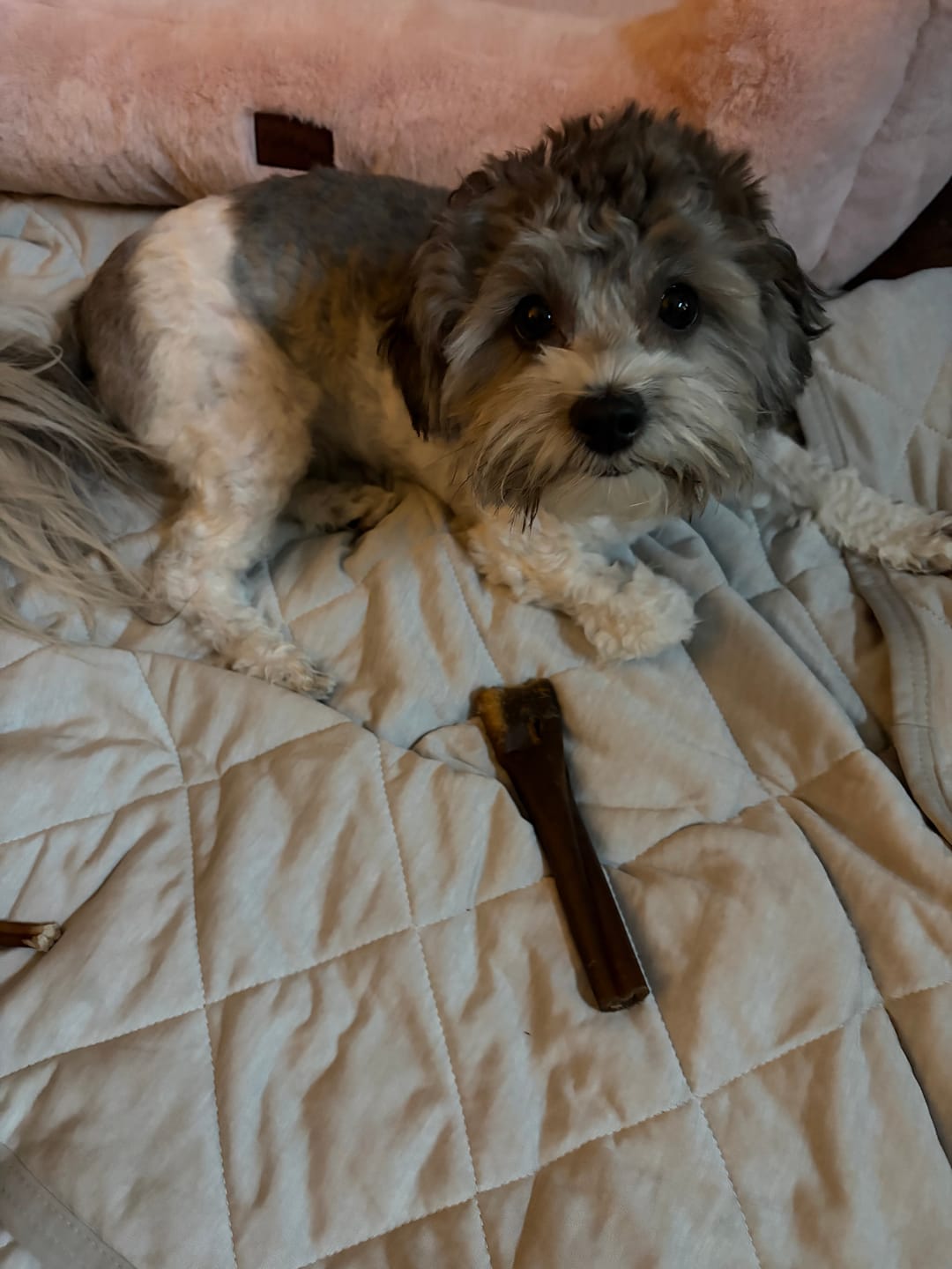 Customer photo review of Wholly Pup Gift Card