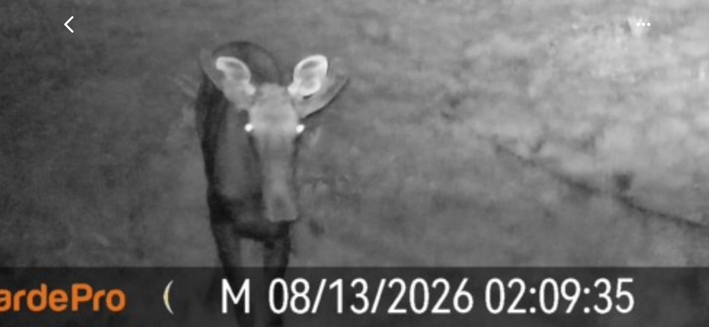 Customer photo review of GardePro X66 Pro Cellular Trail Camera