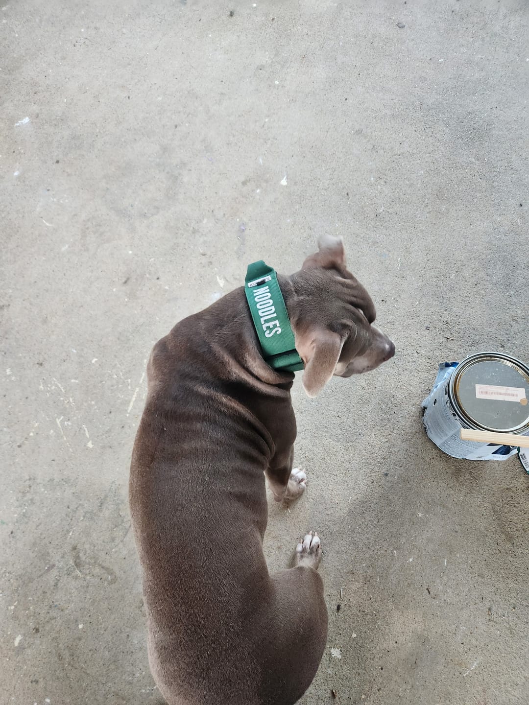 Customer photo review of Bully Proof Collar