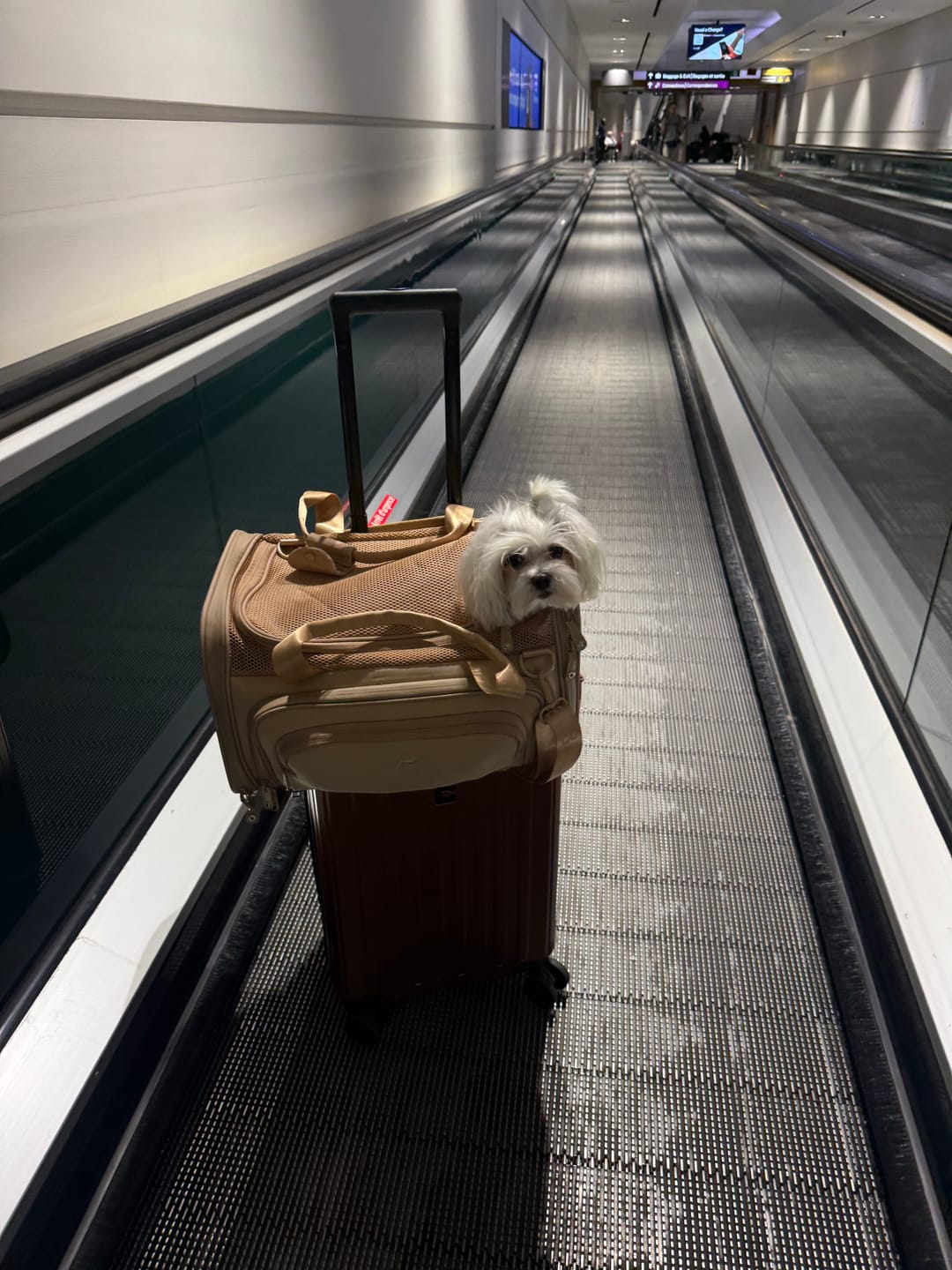 Customer photo review of Airline Approved Travel Pet Carrier