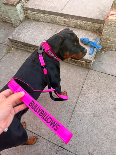 Customer's magenta 5cm Combat Collar and lead on a black dog, held by a person.