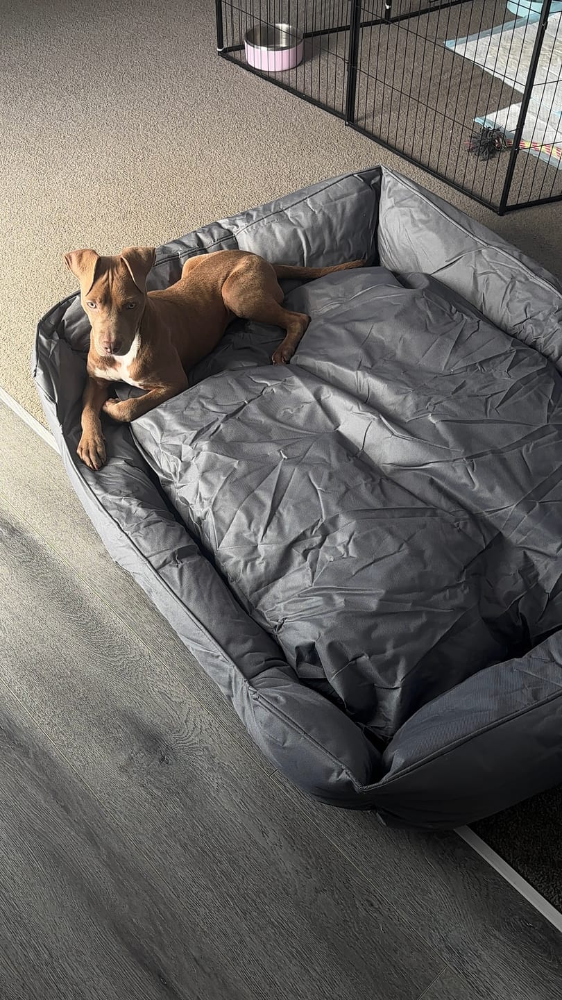 Customer photo review of Waterproof Dog Calming Sofa Bed – Orthopaedic, Washable