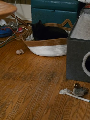 Customer's black cat resting inside the brown and white Instinct Basket on a wooden floor.