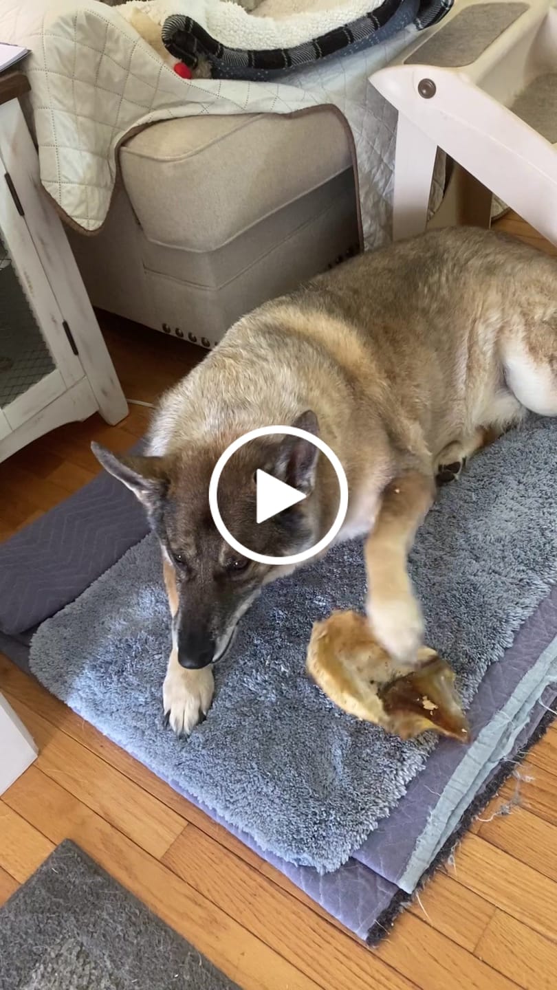 Customer video review of Chest Bone (11" x 6"x 3”): The Durable, Flavor-Packed Chew for Light and Moderate Chewers