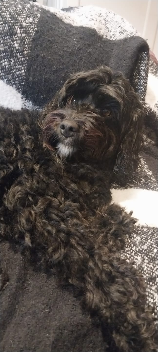 Customer photo review of Dog Bark Silencer