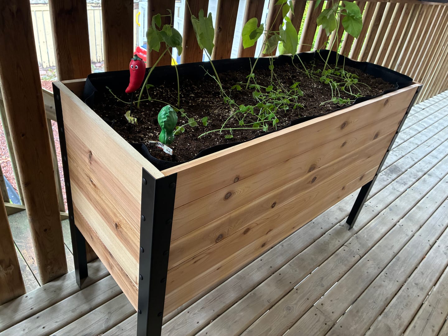 Customer photo review of 18" x 48" Raised Garden Bed - 30" TALL - Select Grade