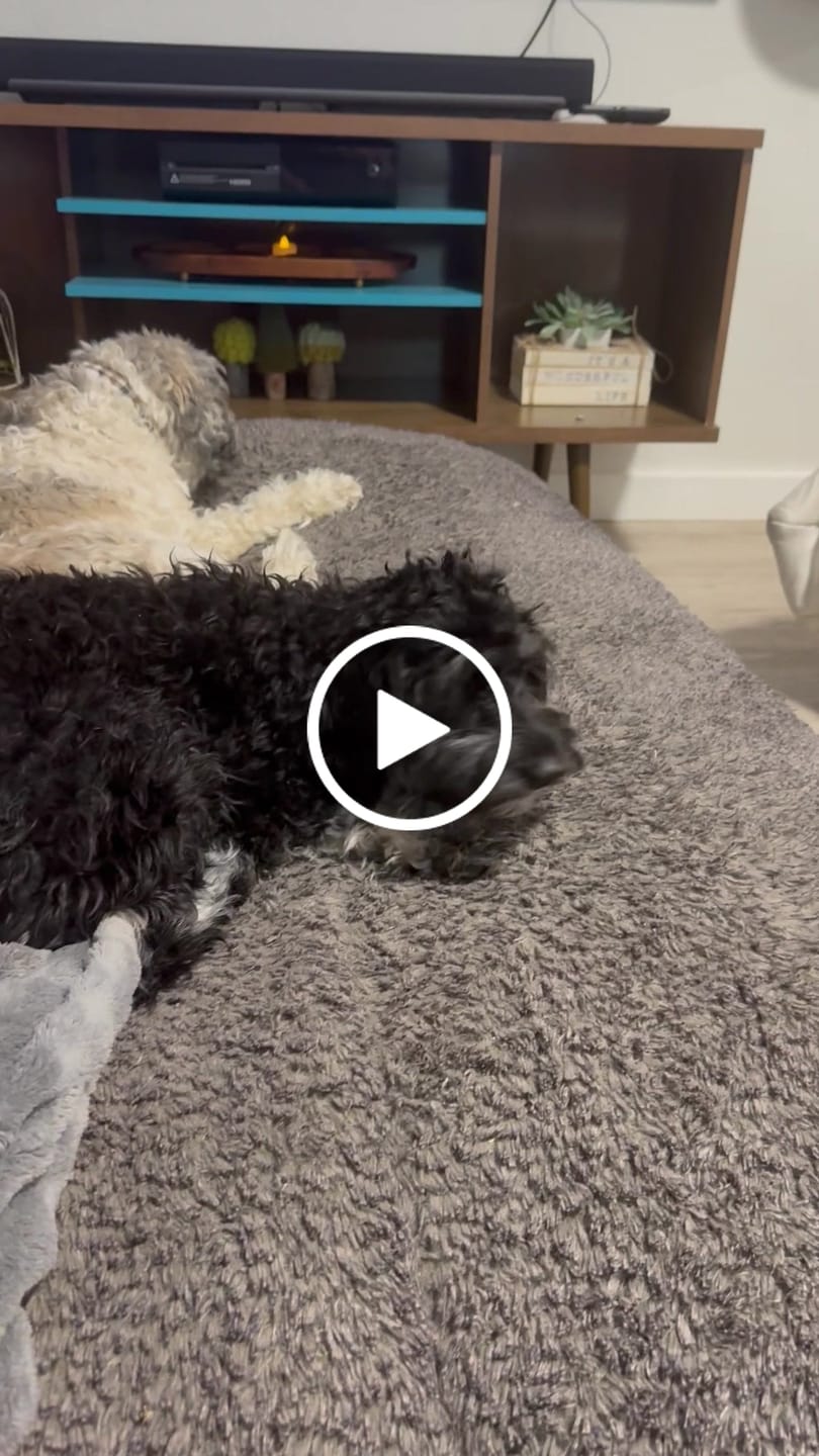 Customer video review of Power Chewer Large Box — 12 Ostrich Treats for Serious Chewers