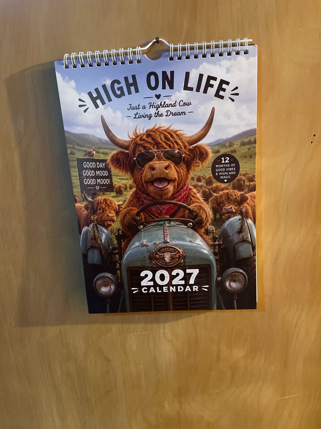 Customer photo review of 2027 Funny Highland Cow Wall Calendar | A4 Hanging Calendar | Designed by Isabel Kline