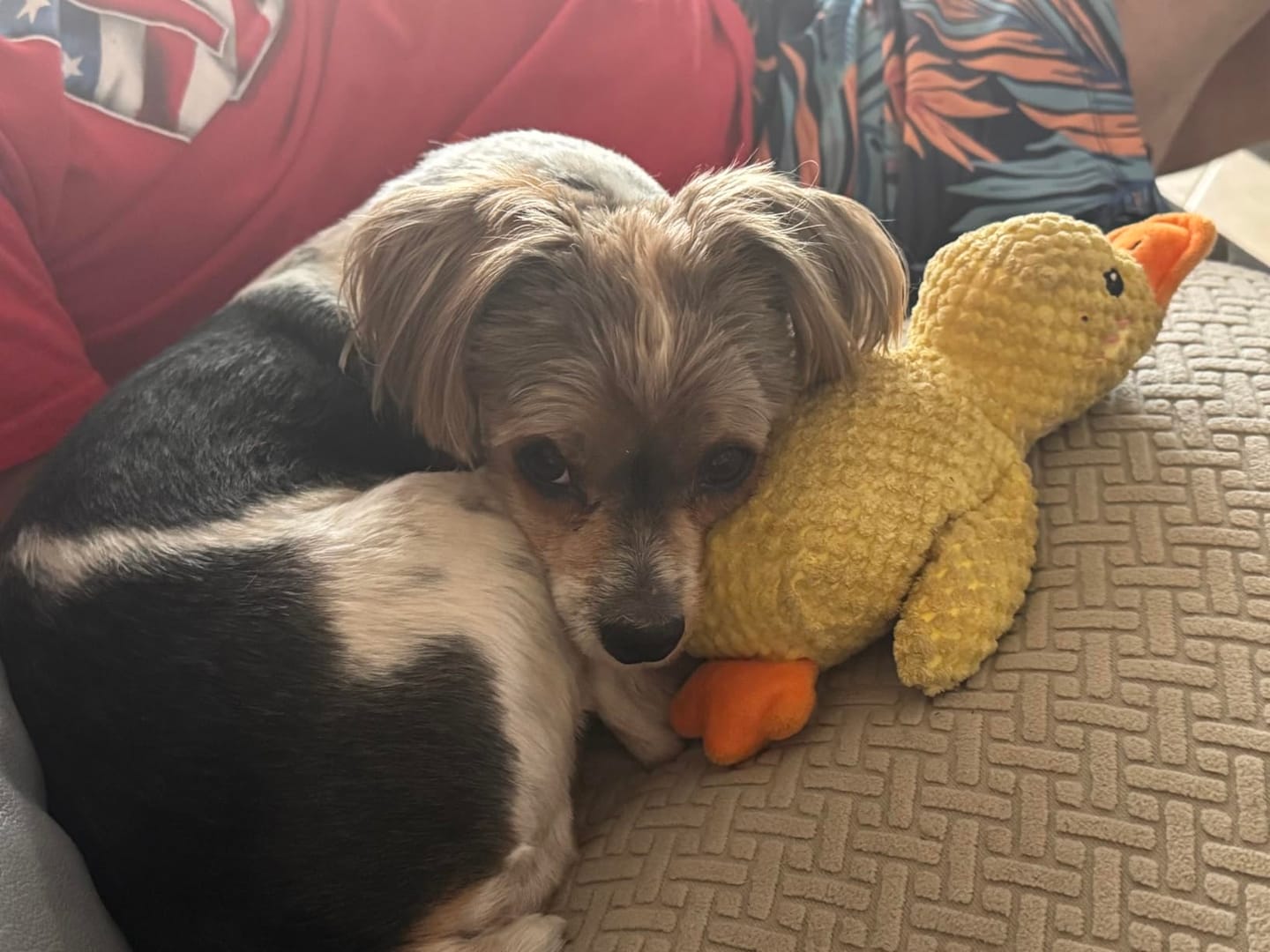 Customer photo review of Canard Anti-Stress