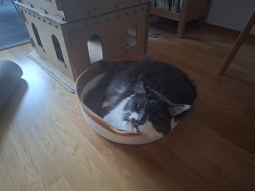 Customer's grey and white cat resting comfortably in a soft, round Fellnest Katzenkorb on a wooden floor.