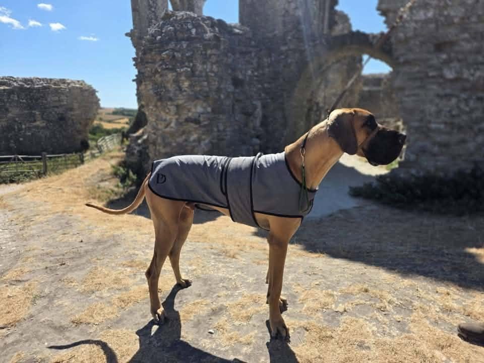 Customer photo review of Luxury Dog Cooling Coat