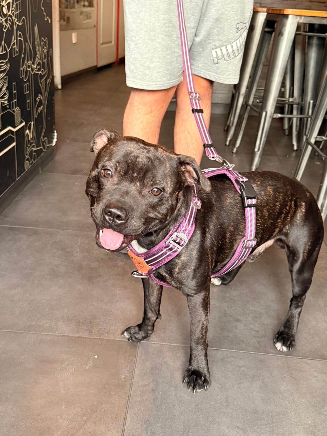 Customer photo review of Staffordshire Bull Terrier 1935® Harness & Leash Set - Purple
