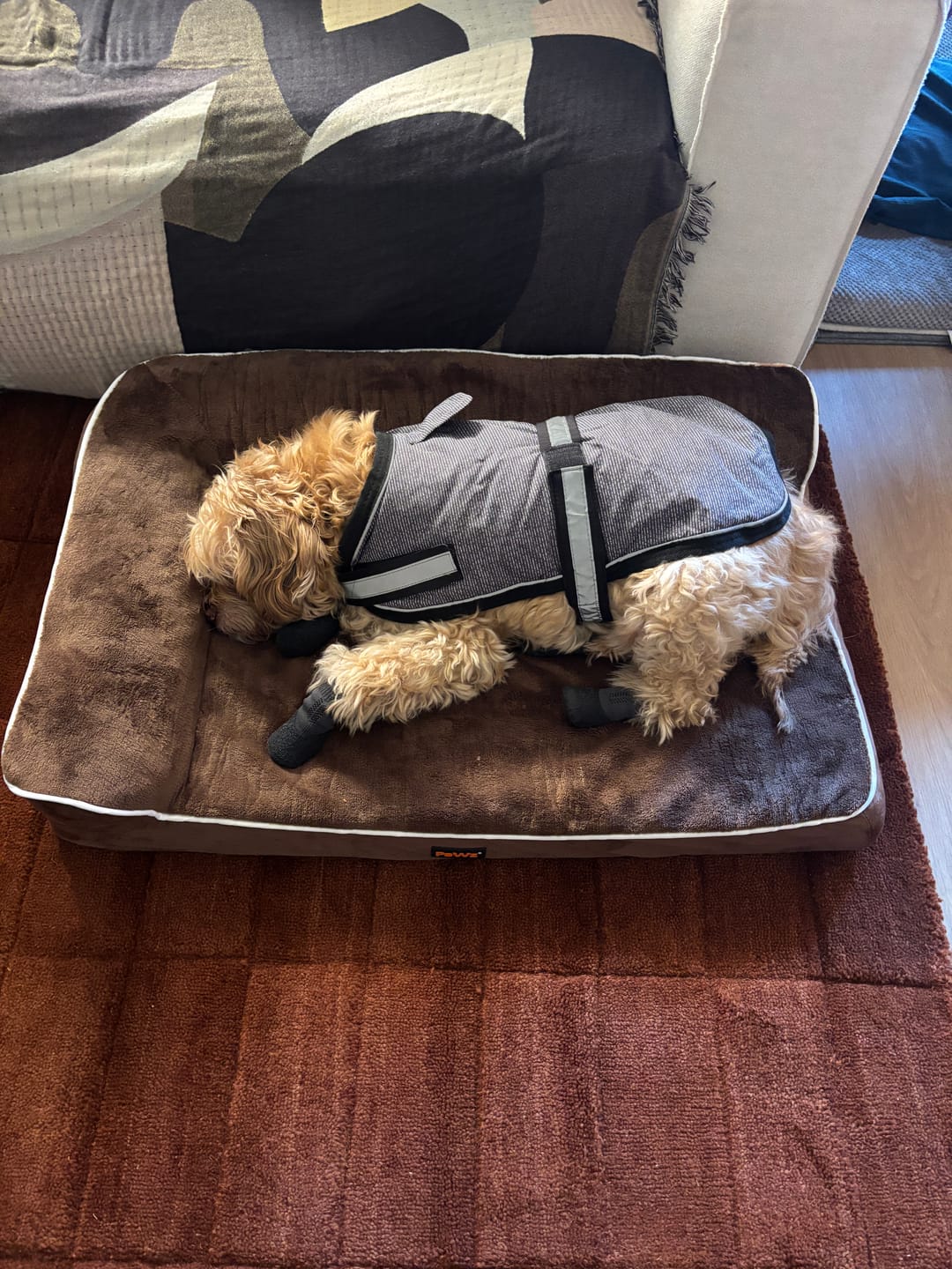 Customer photo review of Orthopedic Dog Bed with Memory Foam Cushion - Washable Cover