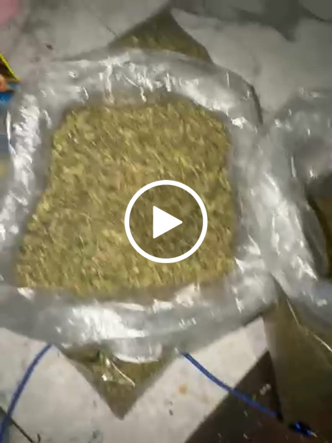 Customer video review of No5. Sherbet THCa Shake (Wholesale)