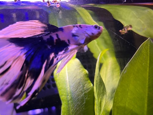 Customer's Blue Marble Dot Halfmoon Male Betta Fish swimming near green aquarium plants.