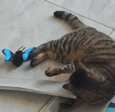 Customer photo review of FlutterBloom™ Rechargeable Flapping Butterfly Cat Toy