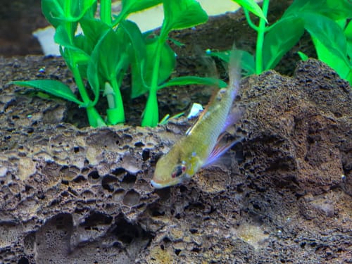 Customer's German Blue Balloon Ram Cichlid swimming near a dark rock and green artificial plants in an aquarium