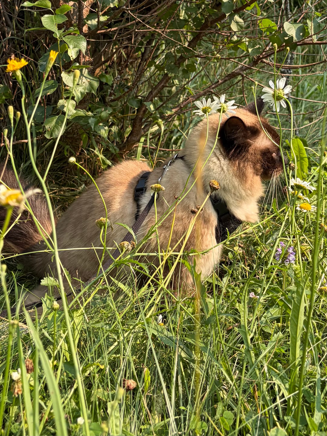 Customer photo review of FurLife™ - 8 Months All Natural Flea and Tick Collar for Cats