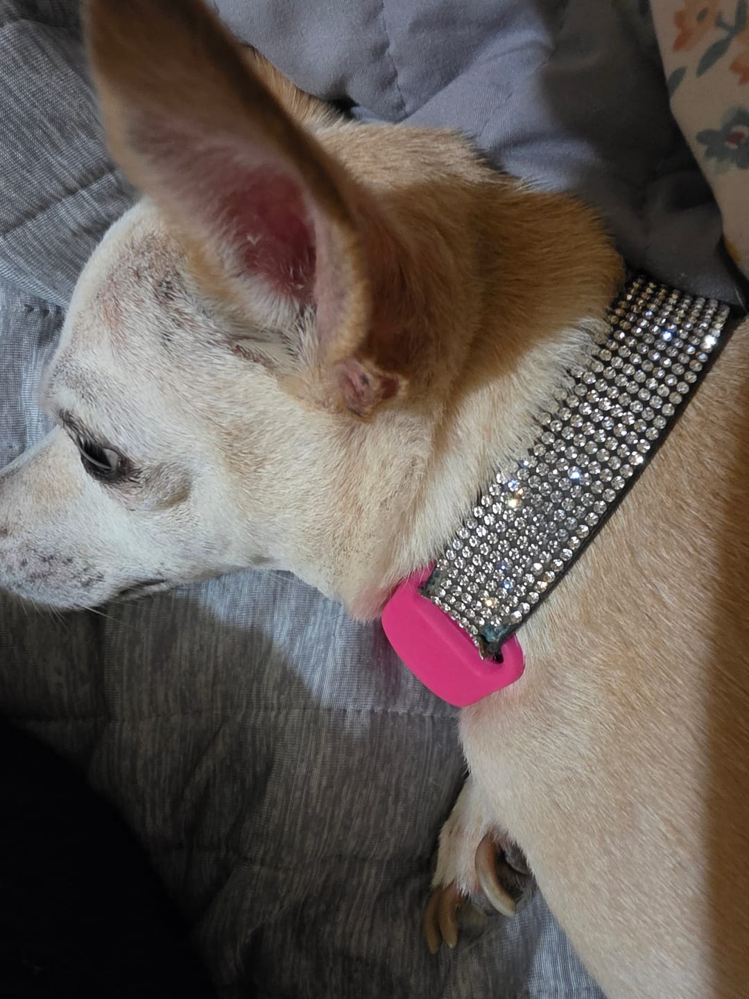 Customer photo review of FurLife™ 12 Months Flea and Tick Free