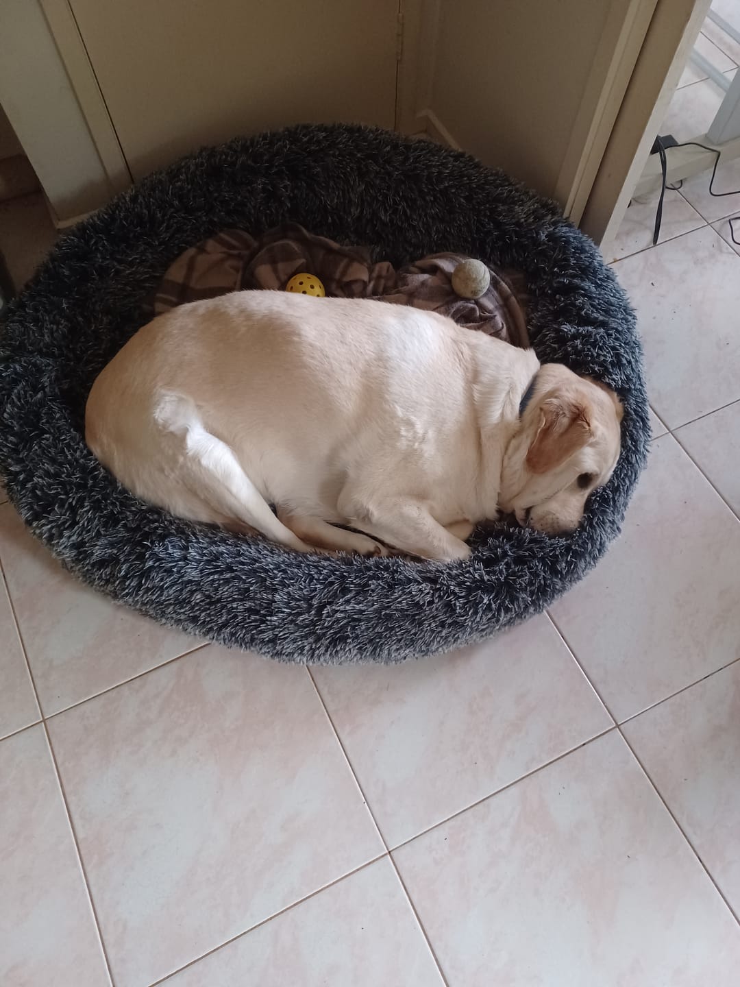 Customer photo review of Calming Pet Bed with Removable Cover