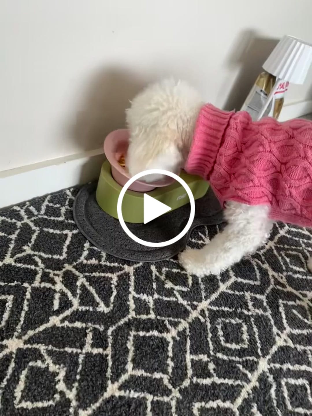 Customer video review of MAKESURE Jingle 2-in-1 Ceramic Pet Bowl Set for Food & Water Cat Bowls