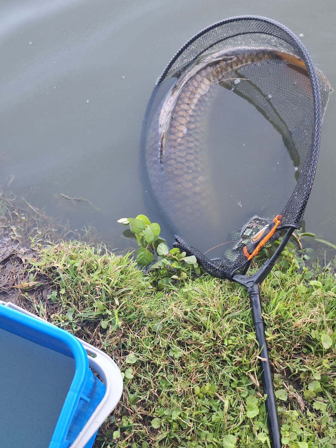 Customer photo review of 4-IN-1 BAIT BOOSTER 500ml