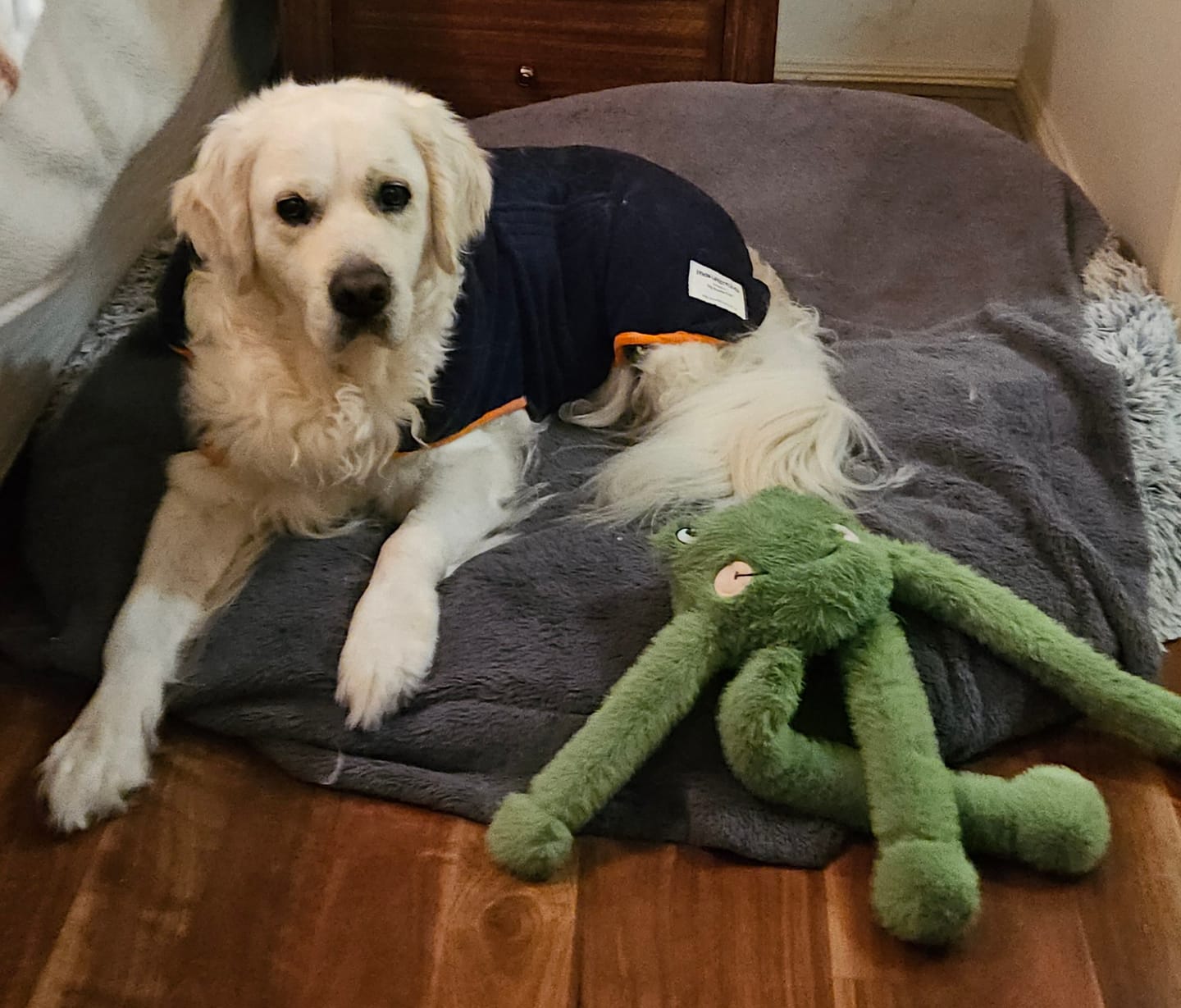 Customer photo review of The Dry & Cosy Dog Coat