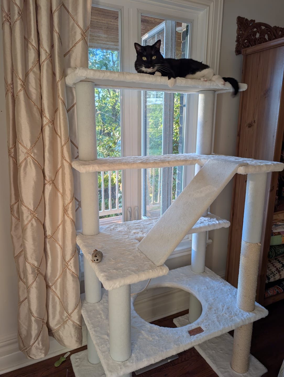 Customer photo review of Maine Coon 65" Cat Tower - 5-Level Cat Tree