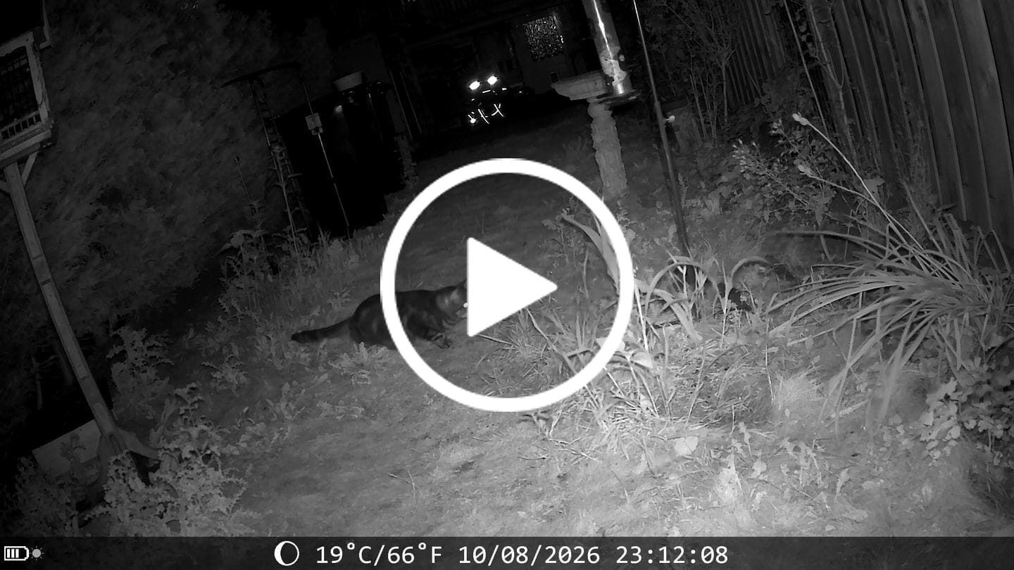 Customer video review of Siltcon Wildcamera met zonnepaneel aan kabel