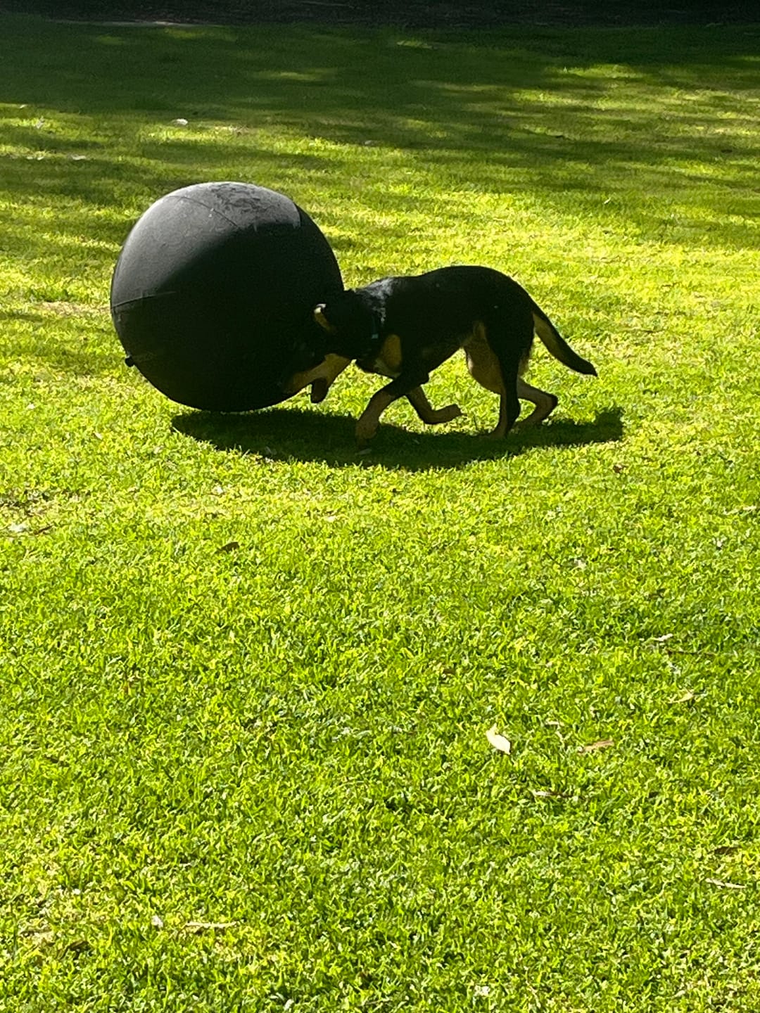 Customer photo review of Power Breed Herding Ball