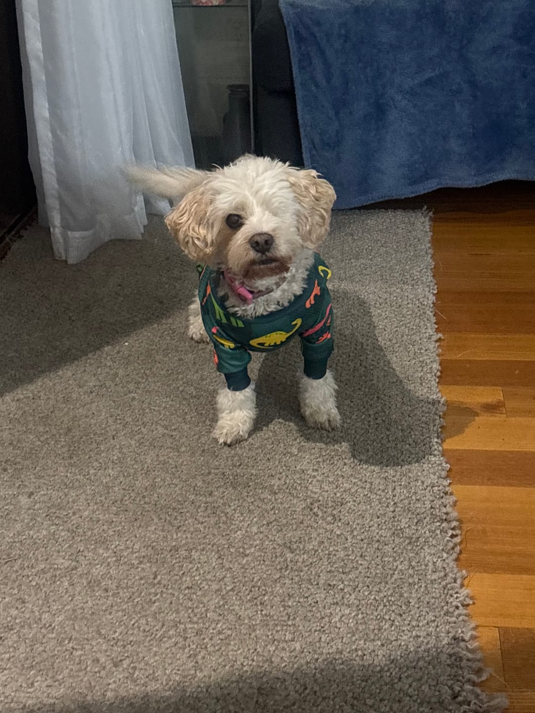 Customer photo review of Dog Pajama Prints