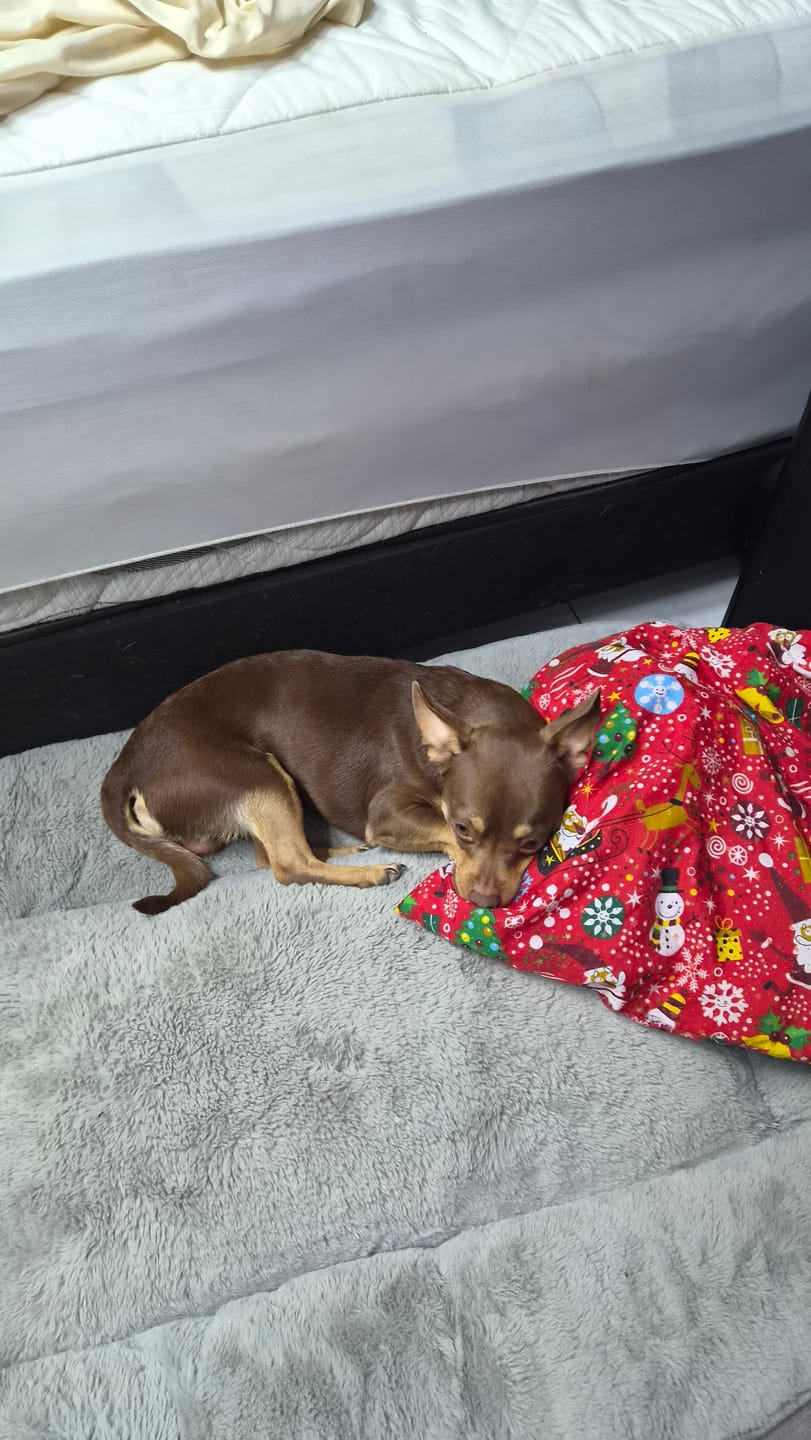 Customer photo review of Cama Sofá para Perros